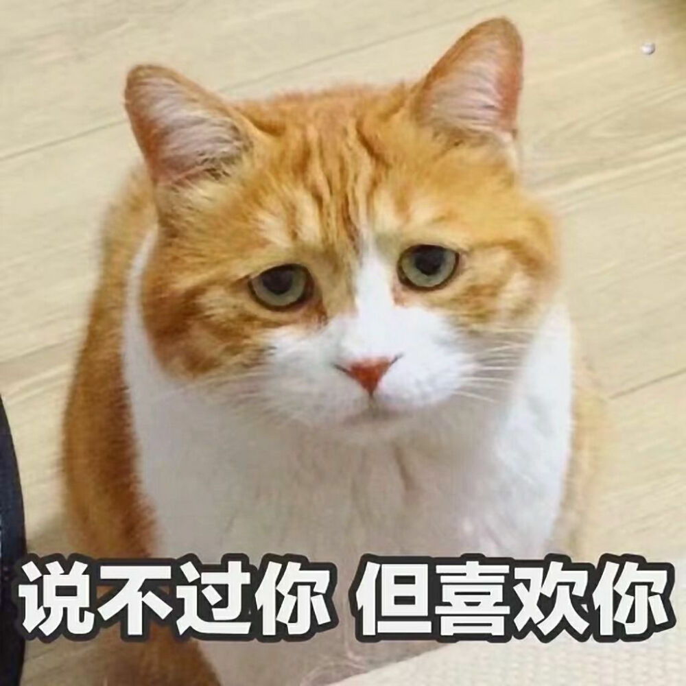 猫日