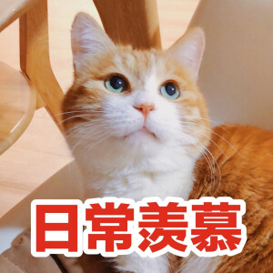 日常羡慕.猫日