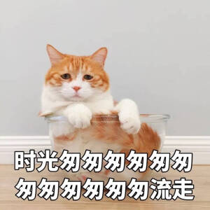 著名网黄猫日☞