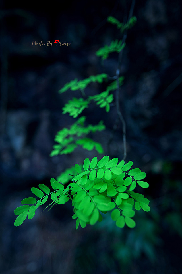 #植物# #生态# #摄影#