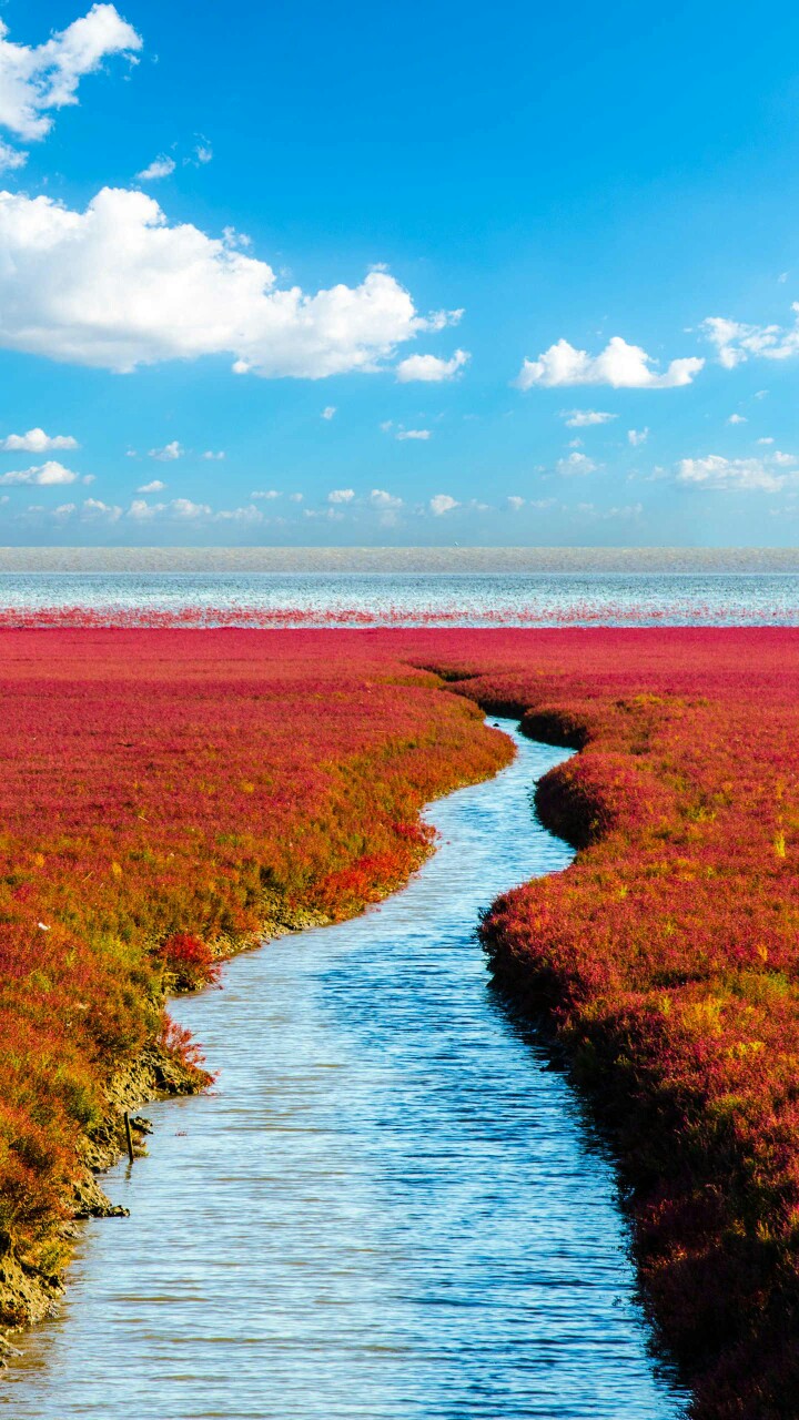 最美湿地——辽河三角洲—华为杂志锁屏
一望无际的“红地毯”形成天下奇景，是东亚和澳大利亚鸟类迁徙路线的重要栖息地。©壹刻传媒