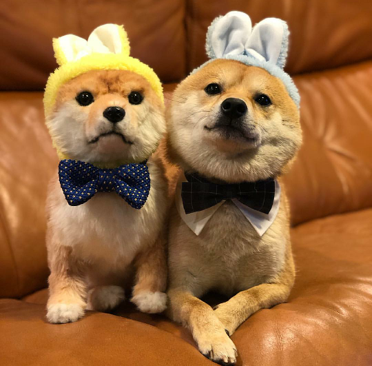 柴犬豆千代酱