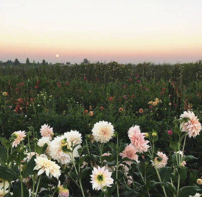 背景图/主页图/键盘壁纸/极简/韩图
毒寡妇♡
