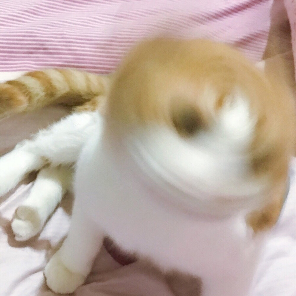 猫咪头像