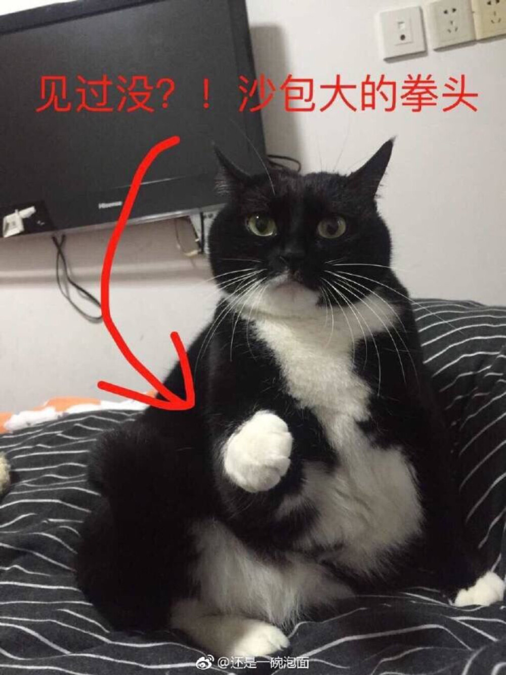 猫表情包 沙包大的拳头见过没