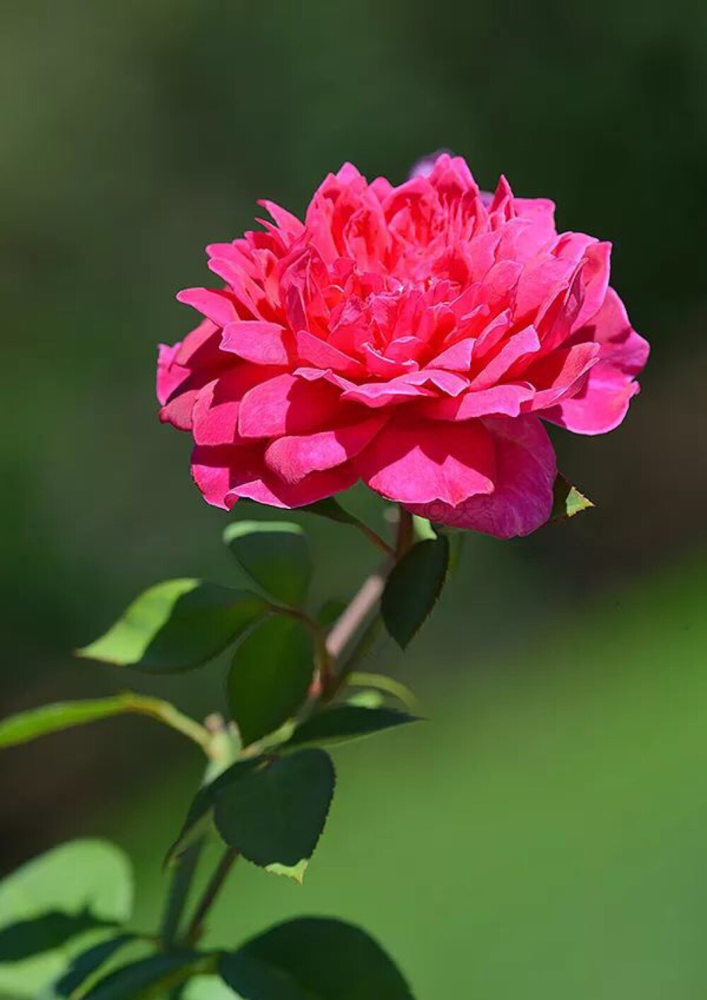 Rose 'Sophy's Rose'
