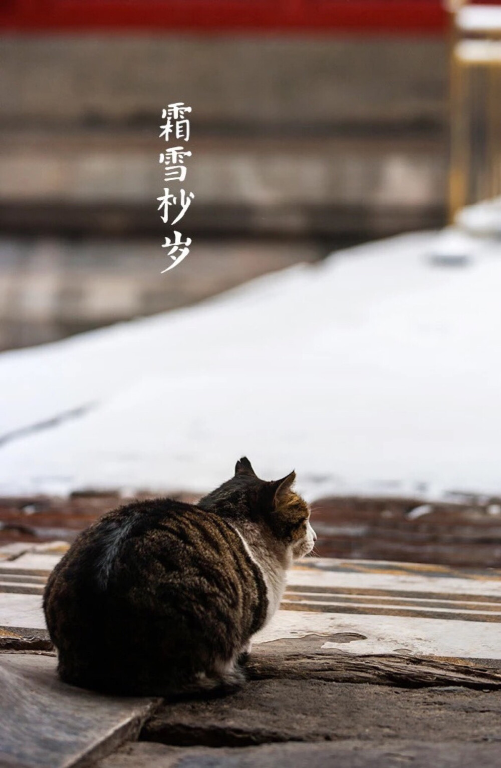 【中国传统节日：小年】凛凛年关，霜雪杪岁。祭拜灶君，糖瓜甜嘴。扫尘除旧，对贴春联。巧蒸花馍，准备年货，游子正归。 