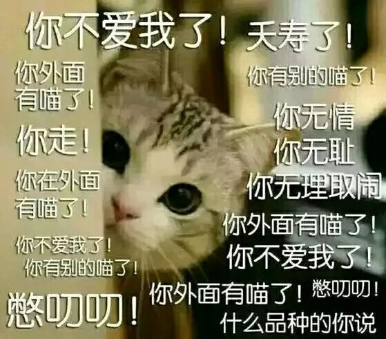 猫咪表情包