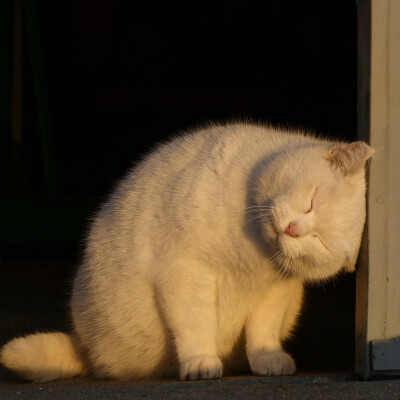 Daisy妤故の猫 小奶猫 可爱 猫星人