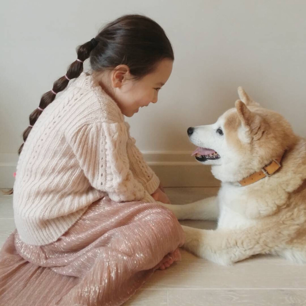 柴犬与女孩