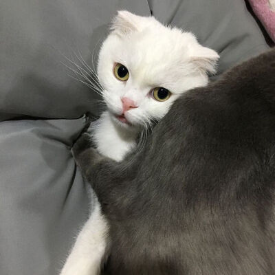 好看 搞怪 动物 可爱 情头