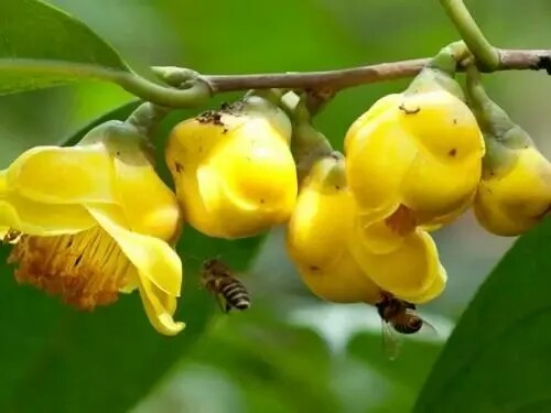 李时珍一辈子没找到的花～金花茶（金色的茶花） 金花茶被誉为“植物界的大熊猫”，是自然界中营养、药用价值最高的世界珍稀植物之一。