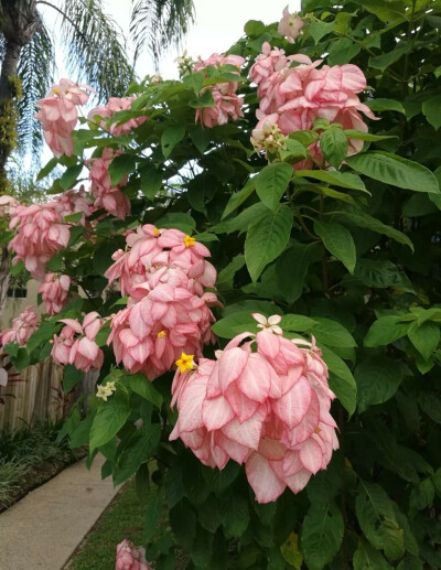 云积坠雨溅涟漪，垂花落水仍泪滴