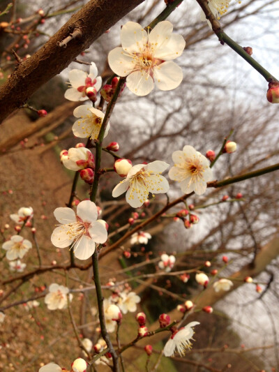 梅花的颜色最常见的有红、粉红、白色。红色的梅花艳若桃李，灿如云霞，又如燃烧的火焰、舞动的红旗，极为绚丽，颇具感染力。