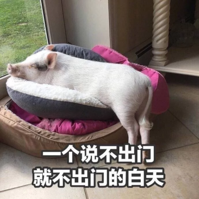 猪精女孩