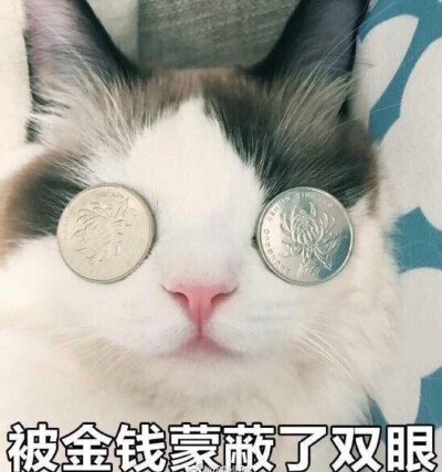 可爱 萌 猫 表情包