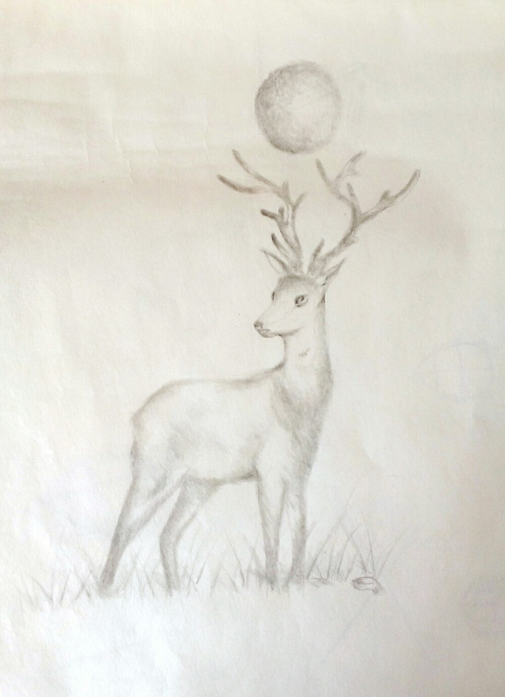 手绘练习素描鹿