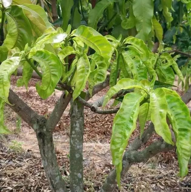 芒果果园杂草管理有妙招！除草剂的问题解答