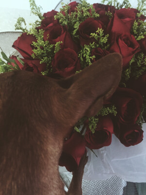 你见证的我的第一件情人节礼物，然而你对它的热情还不如一颗瓜子( Ĭ ^ Ĭ )