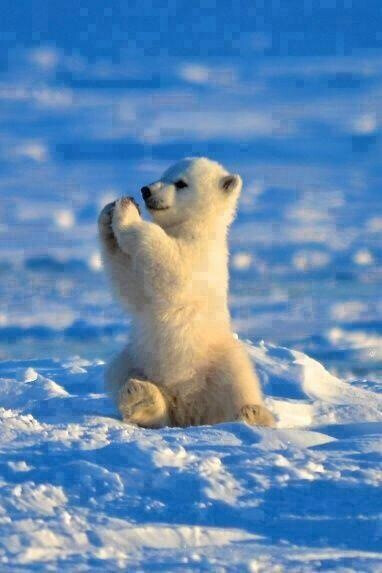北极熊 小白熊