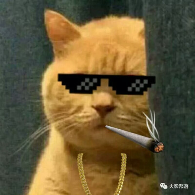 社会我镇楼喵！！社会猫！