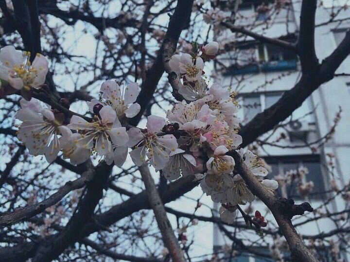 小仙女の背景