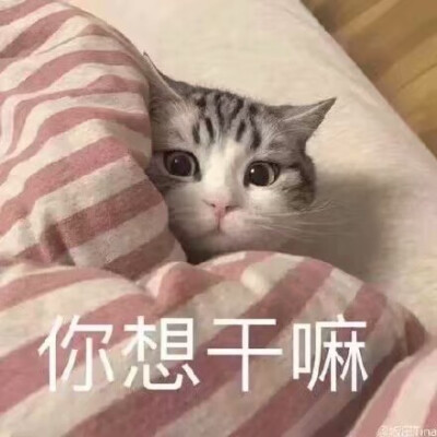 猫猫