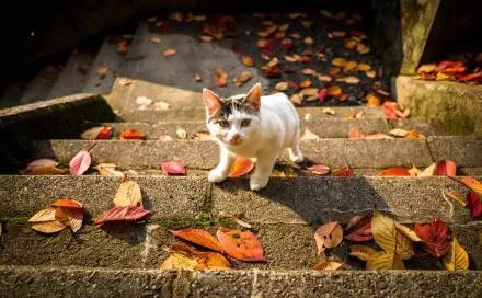 流浪猫