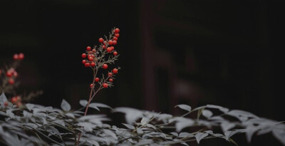 若你是狂澜，那养在深闺中手无缚鸡之力的大小姐也要拼了命的力挽一把。