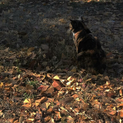 莓里の『壁纸 键盘图』