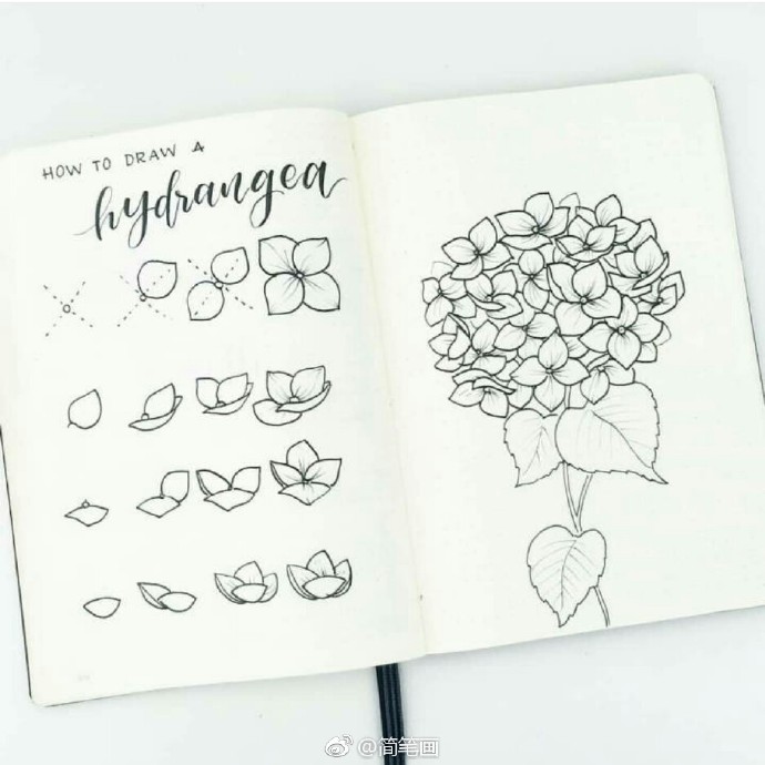 一组手绘花朵植物简笔画手帐。（by：bonjournal） ​​​​