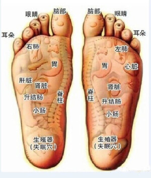 【教父母防高血压】每天晚上用手指在脚底板的前半部分用力摩擦，使脚底发热，左右脚交替进行，每只脚至少擦30分钟，反复进行，坚持一段时间后，有高血压的血压慢慢降下，没有高血压的人也不容易得。 ​​​