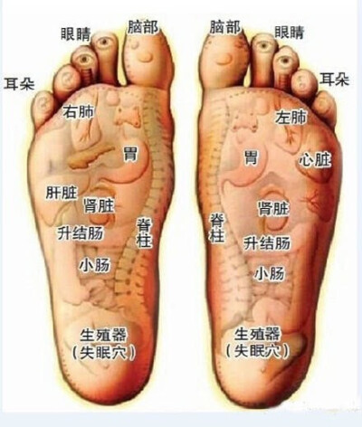 【教父母防高血压】每天晚上用手指在脚底板的前半部分用力摩擦，使脚底发热，左右脚交替进行，每只脚至少擦30分钟，反复进行，坚持一段时间后，有高血压的血压慢慢降下，没有高血压的人也不容易得。 ​​​