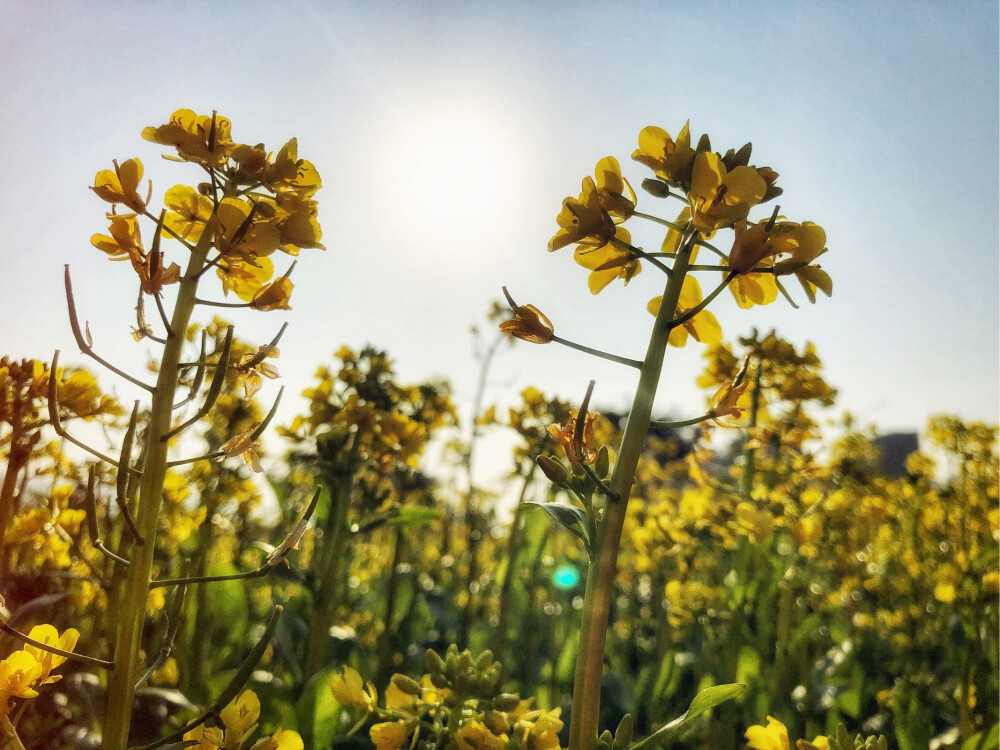 阳光下的油菜花