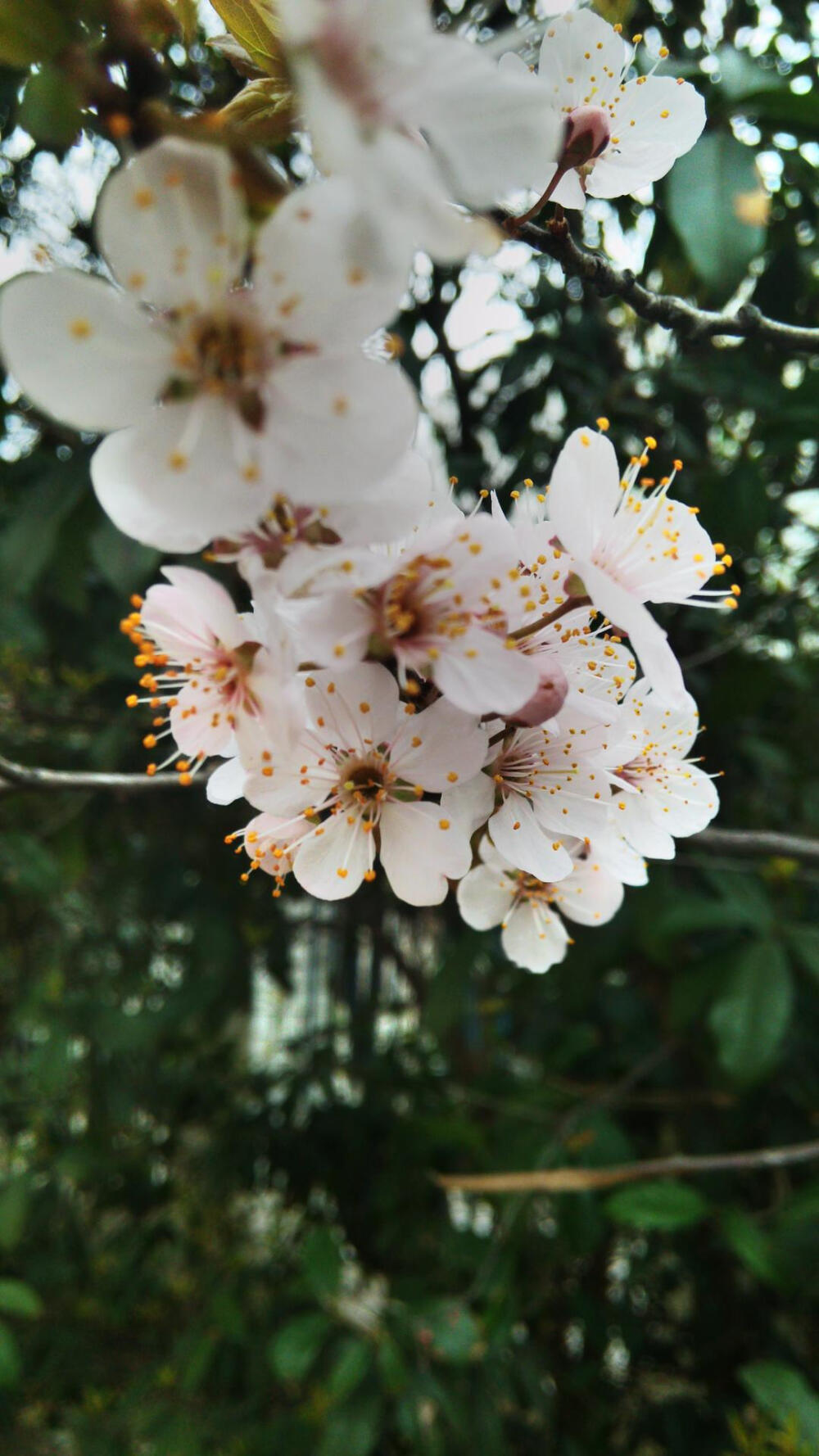 樱花素材