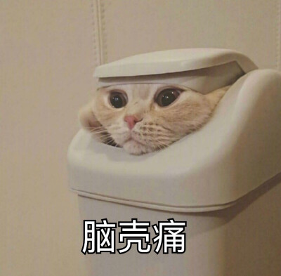 猫狗