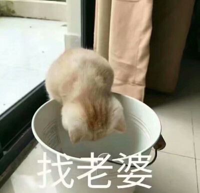 猫咪表情包 可爱 卖萌 