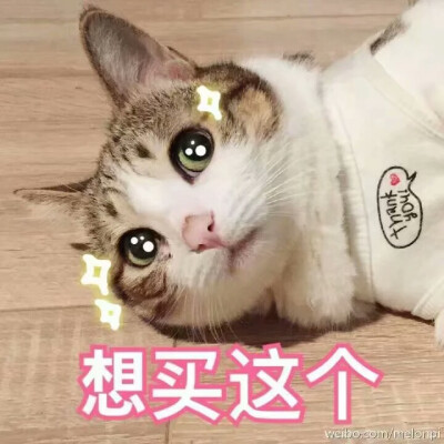 卖萌 萌宠 猫咪表情包 动物