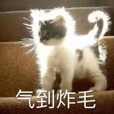 卖萌 萌宠 猫咪表情包 动物