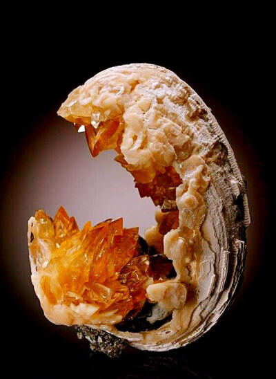 贝壳化石中的方解石 Calcite in Fossil Bivalve 大自然的艺术品 ​​​