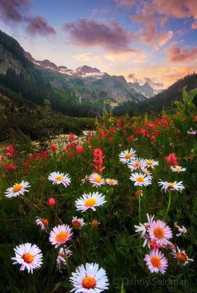 ~~Daisy Sunset ~ Glacier Peak Wilderness, Cascade Mountains, Washington by Danny Seidman~~ #美景# #摄影师# #摄影比赛# #壁纸##春暖花开#