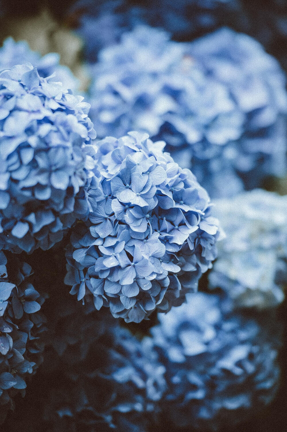 绣球花 - 堆糖,美图壁纸兴趣社区