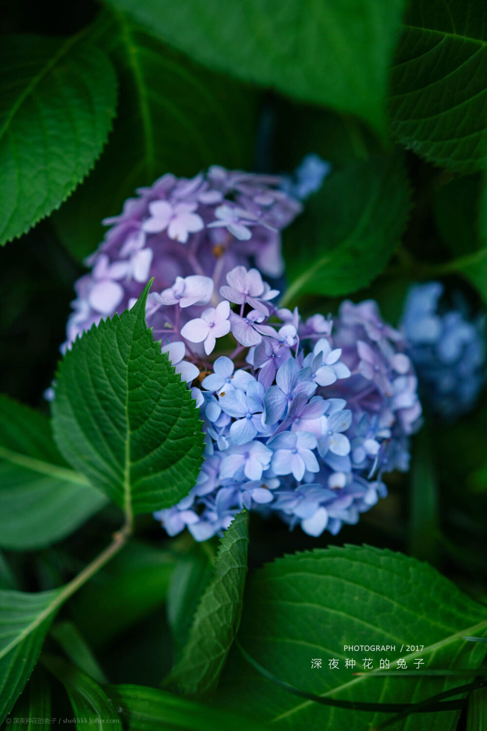 绣球花