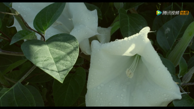 小森林(夏秋篇)