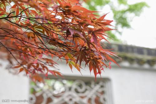 蓝花楹，枫树