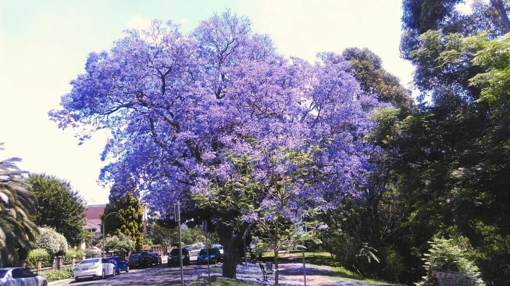 蓝花楹，枫树