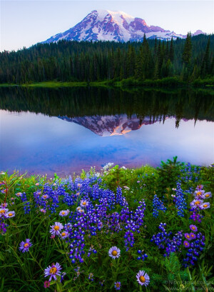 ✿「一片花田 一片风景」