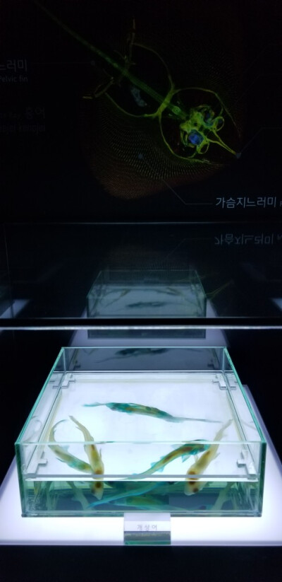 韓國樂天世界海洋館。魚骨頭染色標本