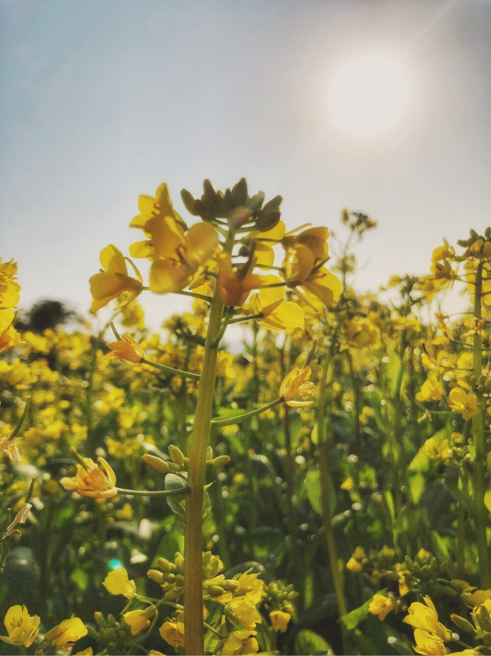 花海公园的油菜花