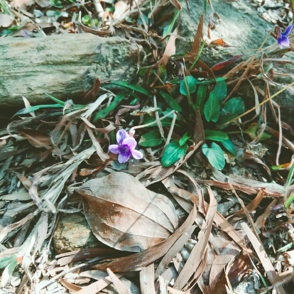 紫花地丁